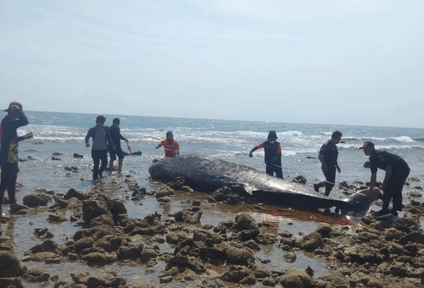 Ikan Langka Paus Cuvier Mati Terdampar di Pantai Pulau Tanakeke