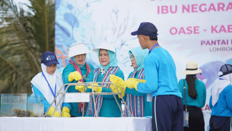 Ibu Negara dan KKP Transplantasi Karang dan Lepasliarkan Tukik di Sekotong
