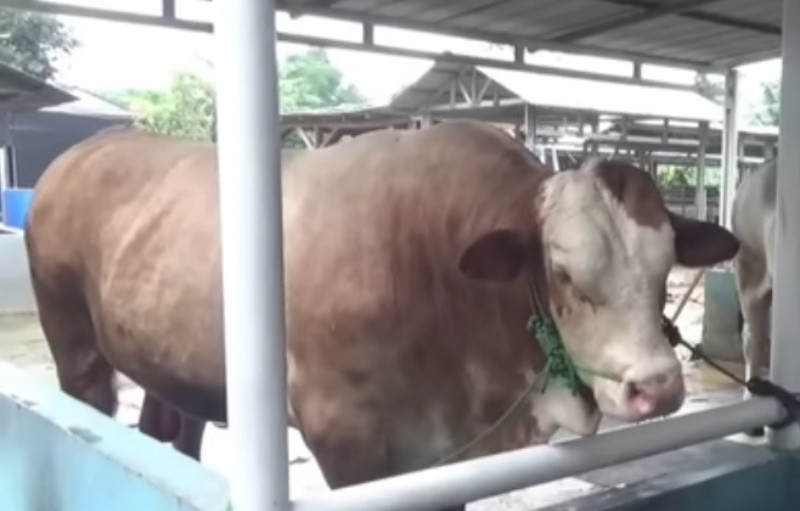 985 Sapi Kurban dari Presiden Prabowo Disebar ke Seluruh Provinsi