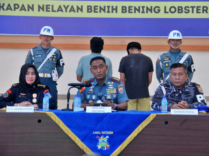 TNI AL Gagalkan Penyelundupan 51.000 Ekor BBL di Sumbawa, 19 Nelayan dan 2 Pengepul Tak Berkutik