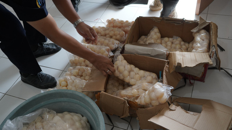 KKP Mengendus 1.950 Telur Penyu Tak Bertuan Gagal Diselundupkan