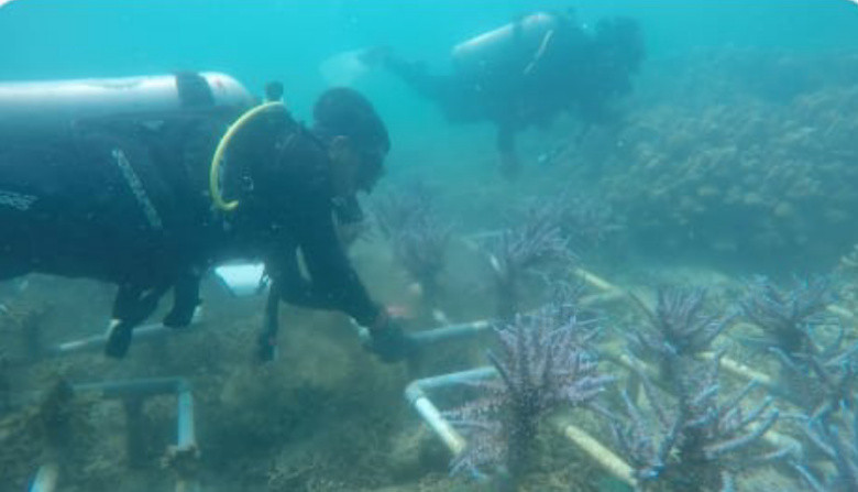 Lestarikan Ekosistem Laut, IPC TPK Tanam Terumbu Karang Sejak 2017