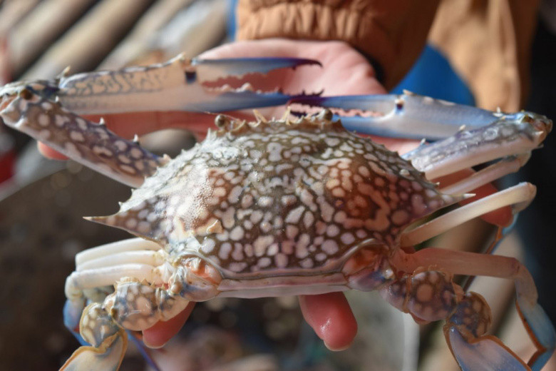 Mau Ekspor Rajungan ke Amerika Serikat Tidak Sembarangan, KKP Terbitkan Juknis