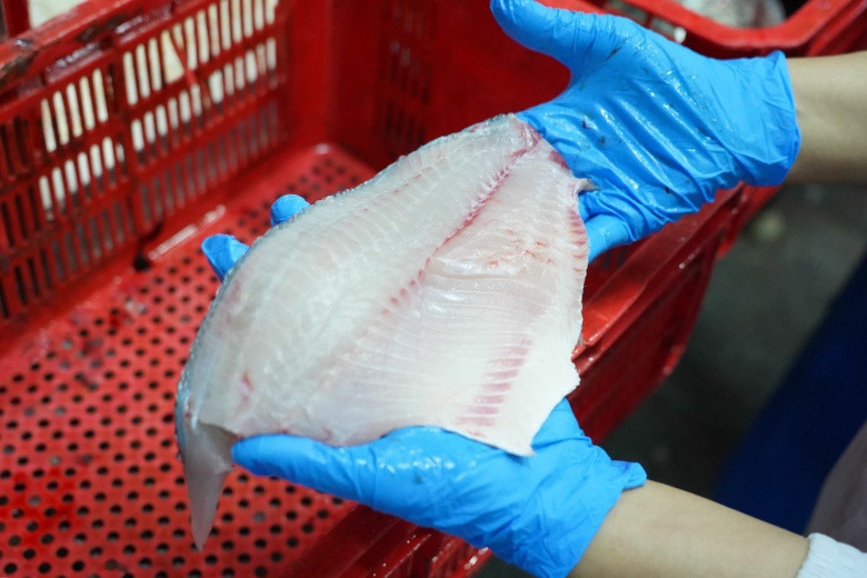 Tilapia Tembus Pasar Eropa, Andalan Baru Produk Perikanan Indonesia