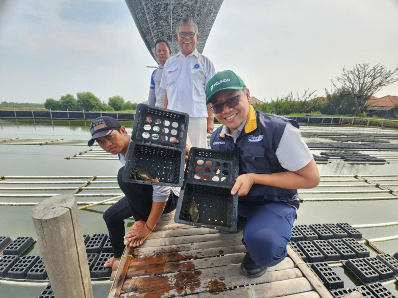 Budidaya Kepiting Soka Binaan Pelindo di Pesisir Indramayu Tembus 958 Kg, Peluang Raup Cuan 