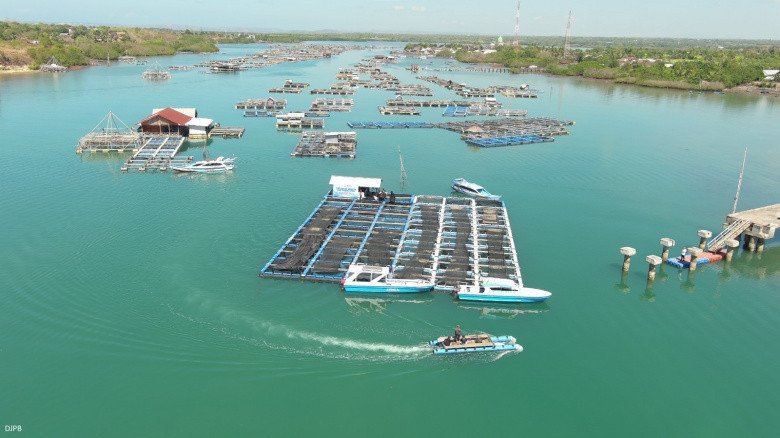 Budi Daya Lobster di Lombok Timur, KKP Dorong Kemajuan Ekosistem