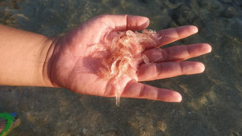 Targetkan Indonesia Jadi Rantai Pasok Lobster Global, KKP Kebut Regulasi Benur