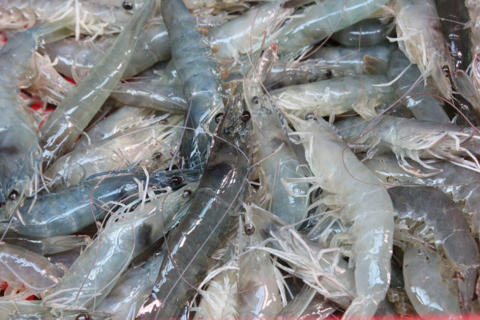 Program Induk Udang Unggul NuSa Dewa Siap Topang Target Produksi Nasional 2 Ton Tahun 2024