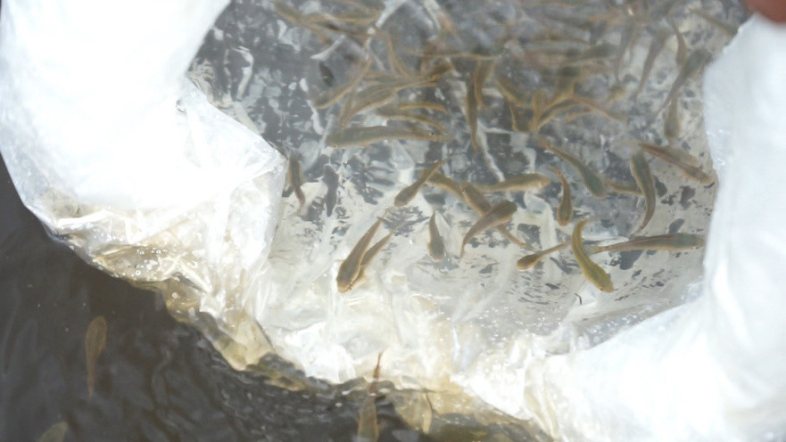 Masyarakat Doyan Makan Ikan, Produksi Benih Gabus Haruan di Kalsel Digenjot