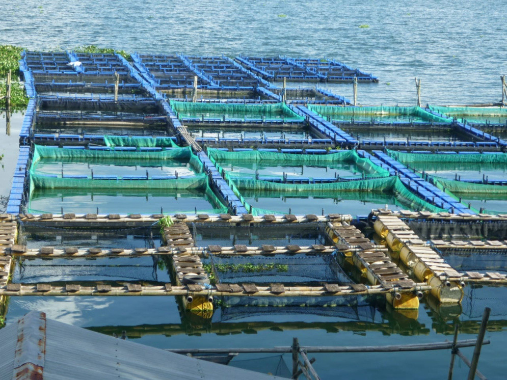 Optimisme KKP, Perppu Cipta Kerja Bisa Perkuat Pengembangan Budidaya Lalut