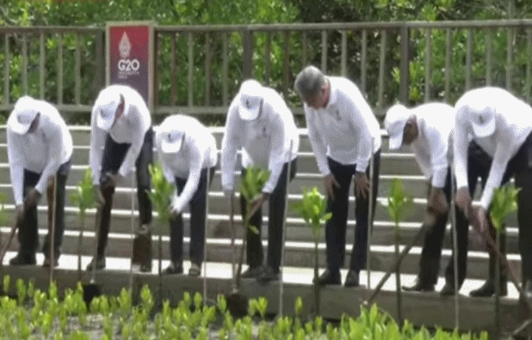 Sebelum Pulang ke Amerika, Joe Biden dan Peserta KTT G20 Nyangkul di Tahura Mangrove Bali